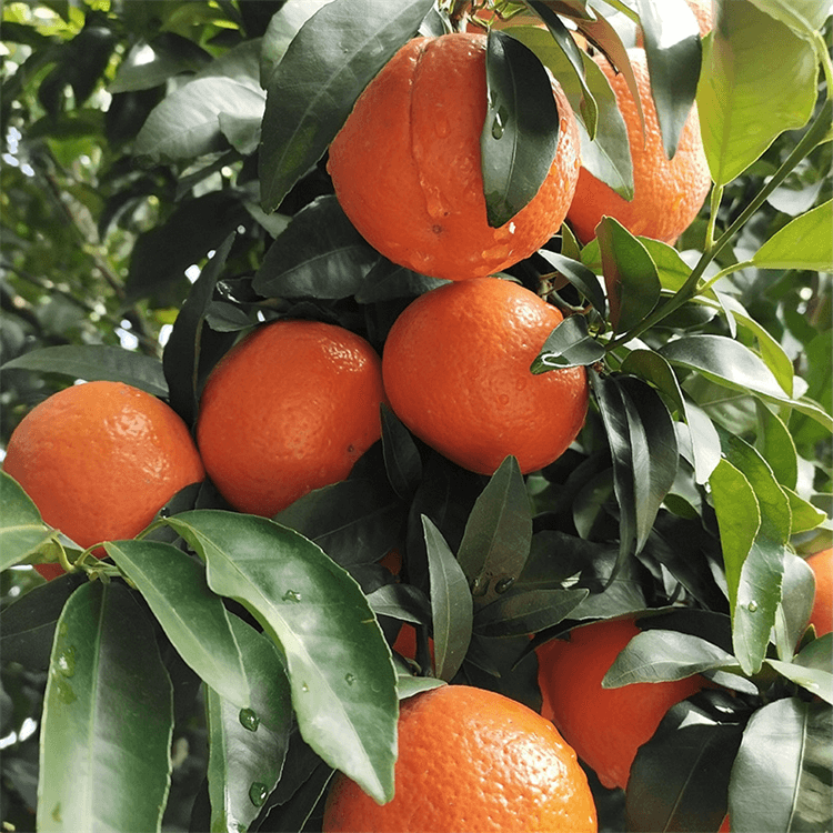 ¡El jugo de naranja mandarina ya está disponible!¡La empresa de tecnología alimentaria de Homystar Group amplía la cadena industrial para aumentar el valor añadido de los productos de mandarina!