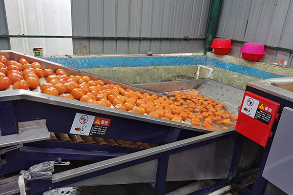 Informe de desenvolupament del comerç internacional de fruites de la Xina 2021