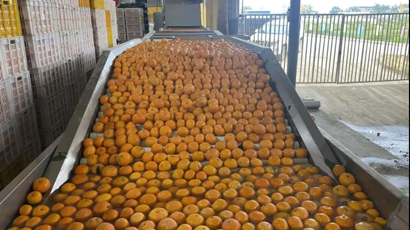 Dem Homystar seng 15.000 Tonnen Mandarin Orange ginn doheem an am Ausland verkaaft, am Wäert vu bal 100 Milliounen RMB
