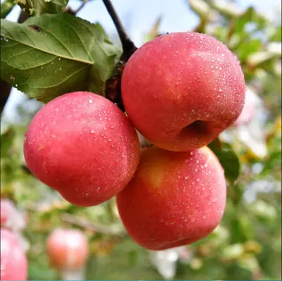 Mitkä ovat omenoiden 3 terveyshyötyä?