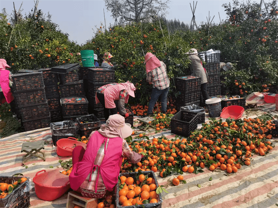Baza Homystar Mandarin Orange to pomarańczowo-czerwony zbiór