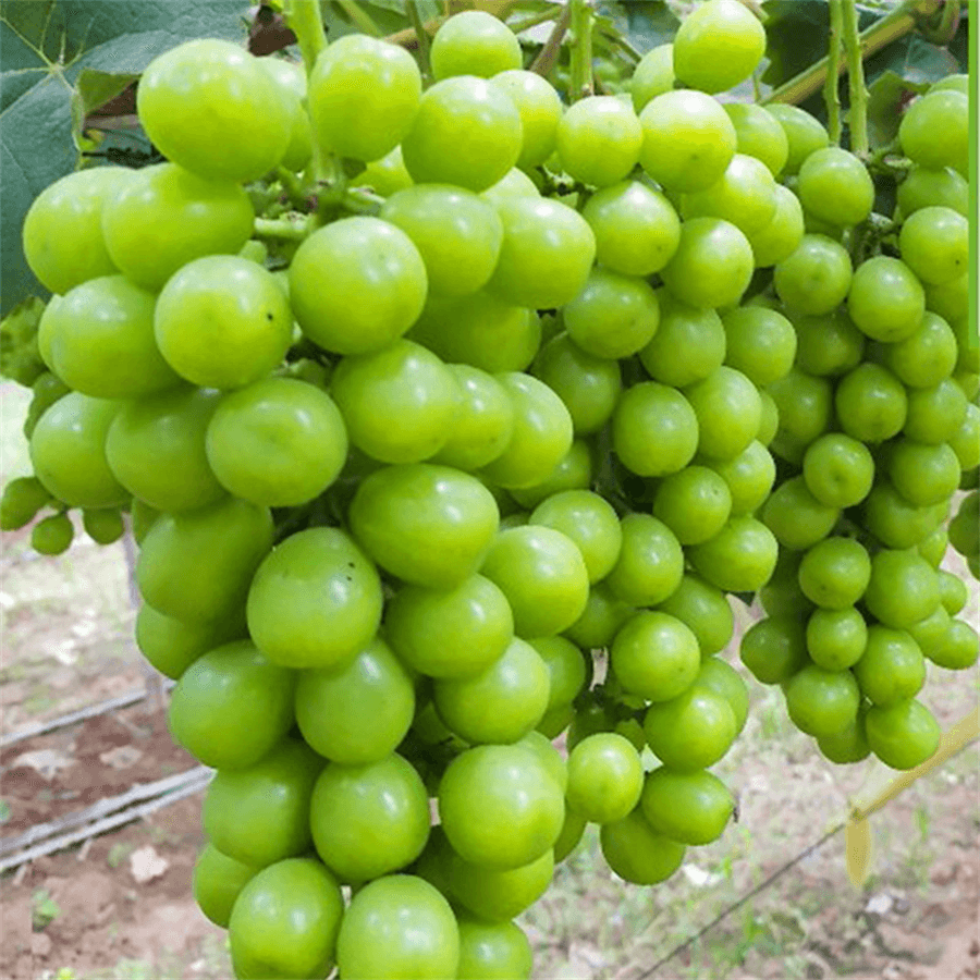 Que o “pomar de uvas inteligente” dê “frutos de ouro”