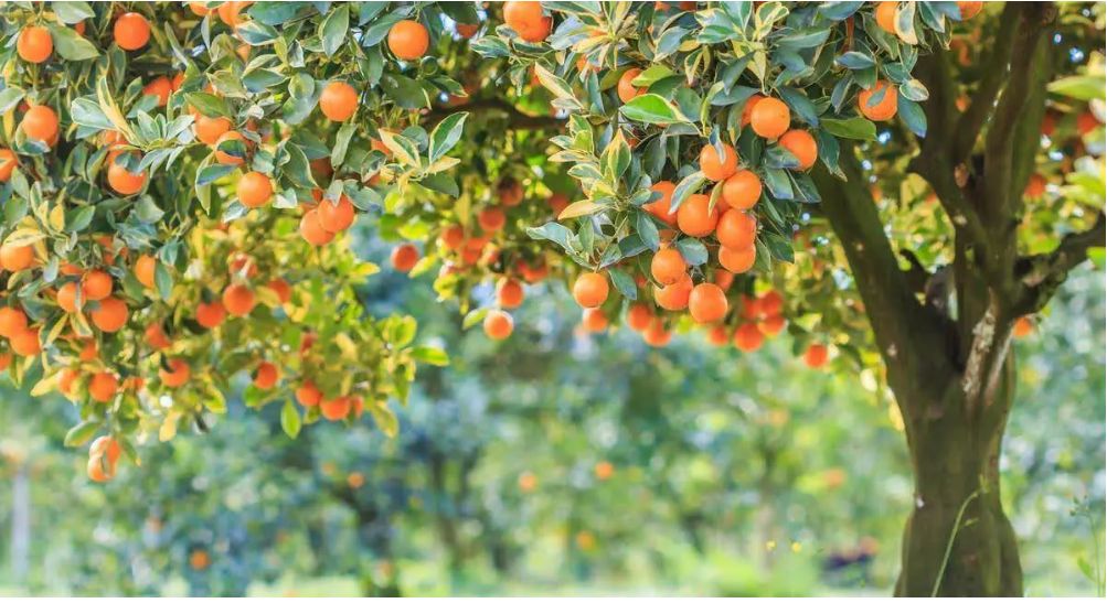 Wéi kënnt Dir séiss, saftbar, vollaromatiséiert Mandarinen Orangen auswielen andeems Dir 4 Tipps verfollegt?