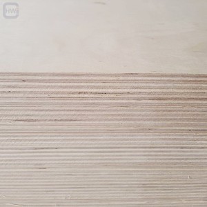 Plywood di Birch Russian