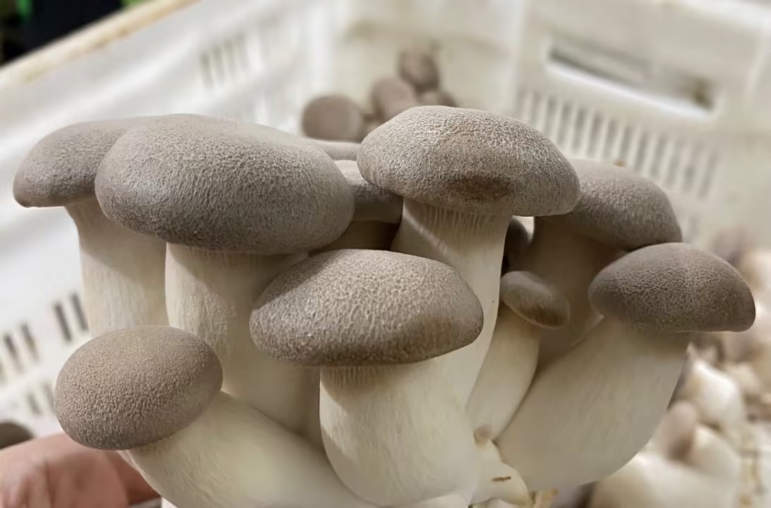 Wat binne King Oyster Mushrooms?