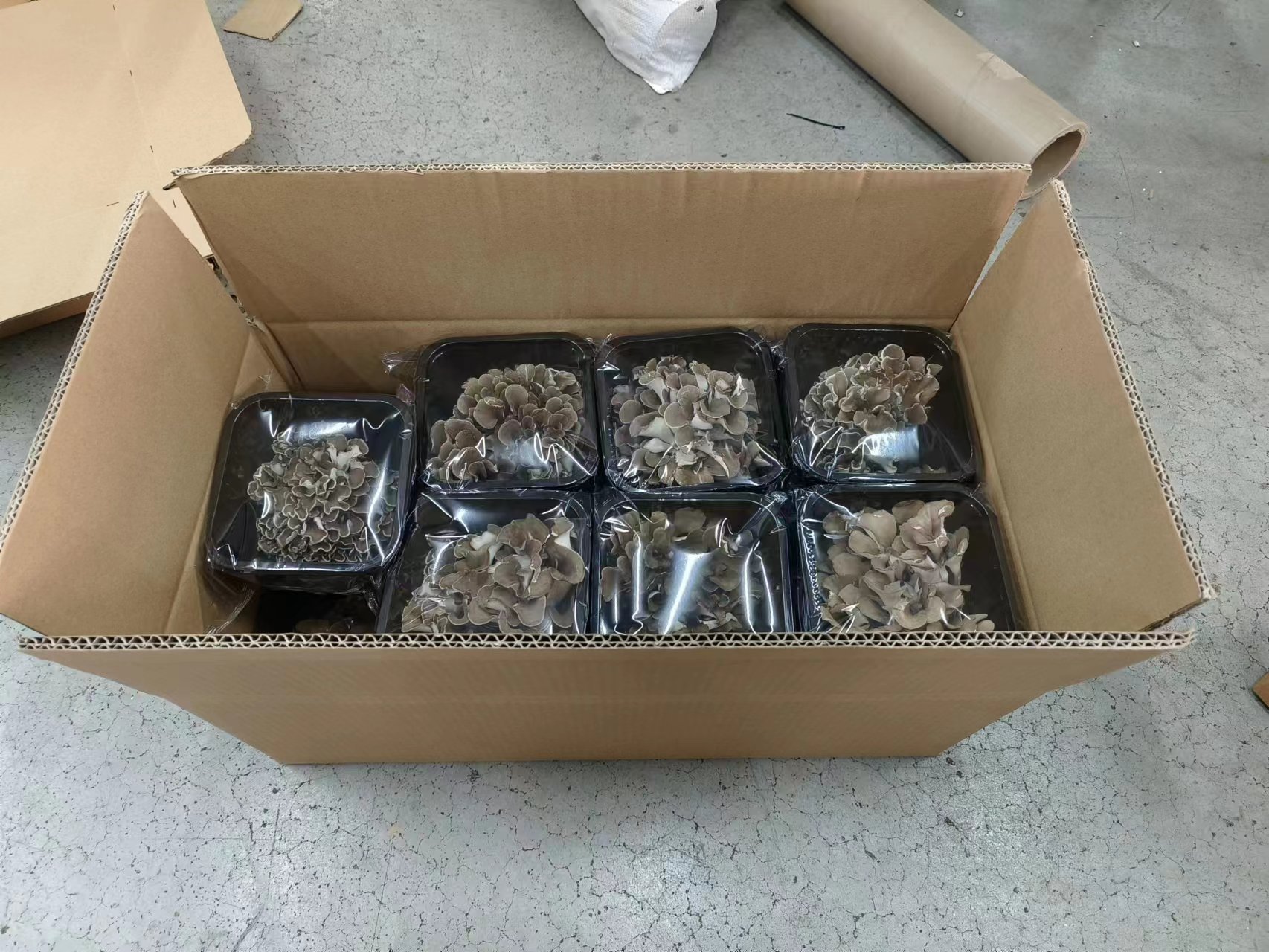 china hui shu hua detan export fresh maitake mushroom