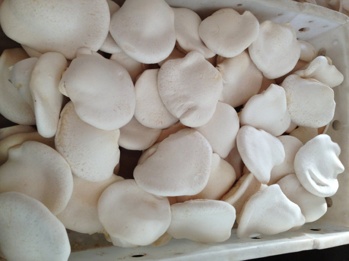 i-bailing mushroom entsha detan i-wholesale fresh elf white elf mushroom