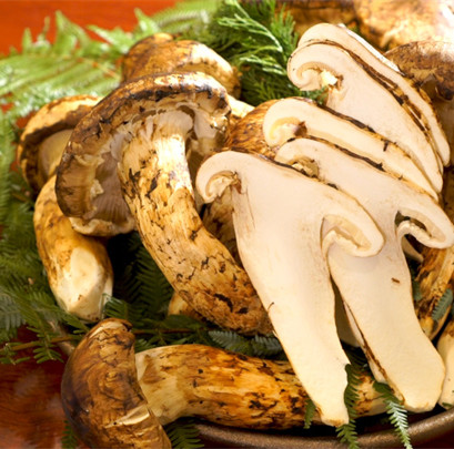 DETAN i-matsutake yasendle entsha engu-100% ye-organic matsutake mushroom yasendle