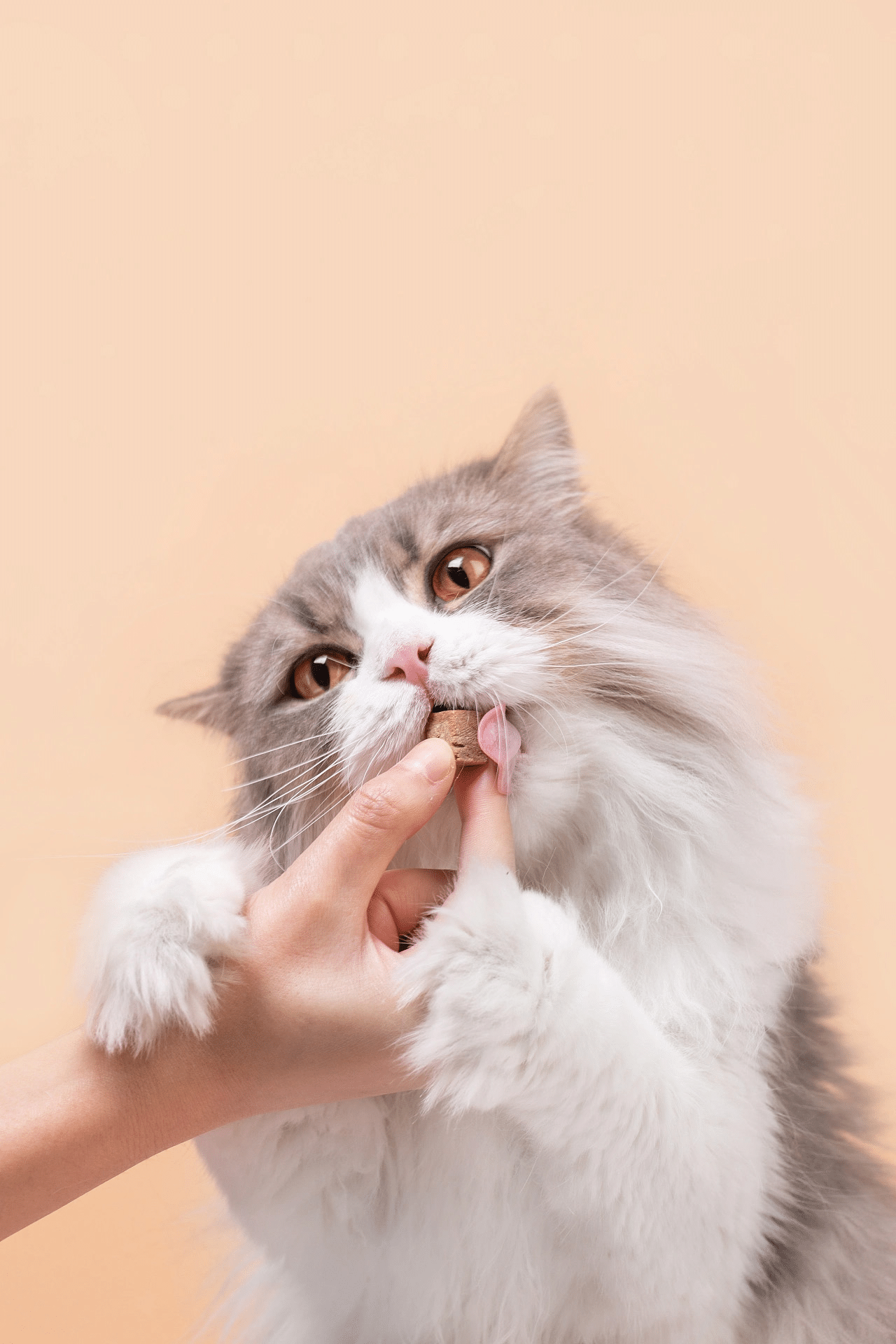 Heartbeating Signal, Dingdang Pet Snacks дозволять власникам насолоджуватися задоволенням від утримання котів (2)