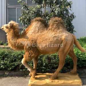 Animatronic Camel Model Rau Sab Hauv Tsev Zoo Park Kho Kom Zoo Nkauj (AA-64)