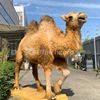 Animatronic Camel for Amusement Park