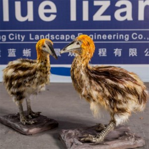 Subministrem models d'ocells per fer maquetes d'ocells i més models per a zoològics