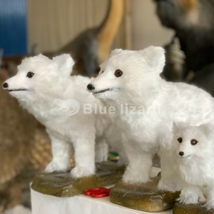 Modél Fox nyieun modél Arctic Fox pikeun kebon binatang jeung paméran