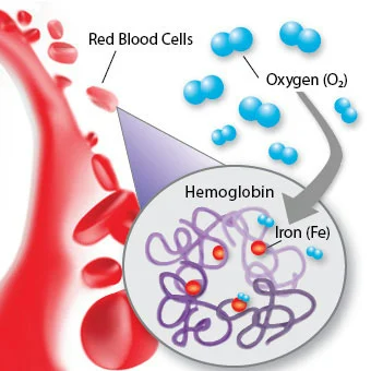 Menene haemoglobin (HB)?
