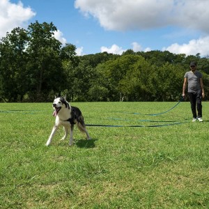 Puppy Obedience Recall Training Agility Lead