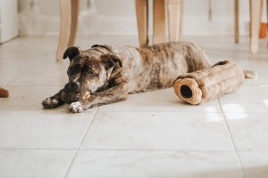 Giocattoli per cani a nascondino e giocattoli per cuccioli che stridono