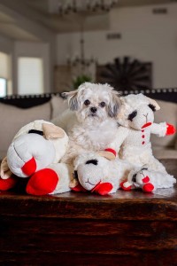 Lambchop Plush Dog Toy dengan Squeaker