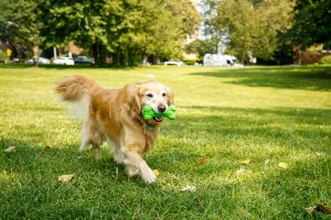 Pastırma Kokulu Squeak Bone Köpek Oyuncağı, Farklı Boyutlarda