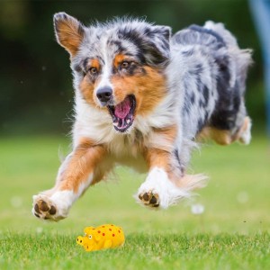 Մռնչացող խոզի շան խաղալիք, որը խռմփացնում է միջին չափի փոքր շների համար