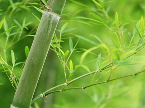 Miks me valime bambuse