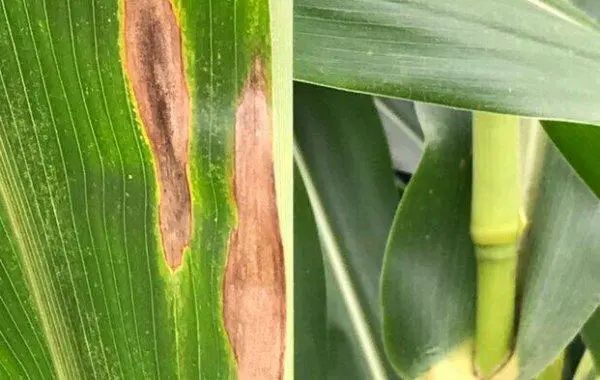 Outbreaks of corn leaf spot, brown spot and Anthrax!