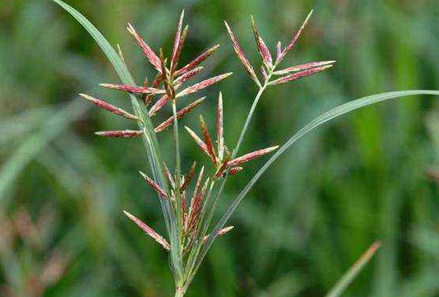 In addition to Halosulfuron-methyl , a safer herbicide for the prevention and control of   Cyperus rotundus is rimsulfuron