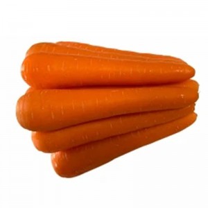 Cenoura fresca chinesa nova safra de alta qualidade para exportação