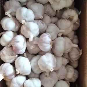 2022 Nueva cosecha Ajo fresco blanco normal de Jinxiang China