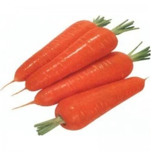 Kiváló minőségű kínai új termés friss sárgarépa exportra