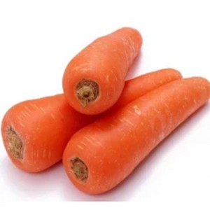 Mataas na Kalidad ng Chinese New Crop Fresh Carrot para I-export