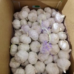 2022 новый урожай нормальный белый свежий чеснок из Цзиньсян, Китай