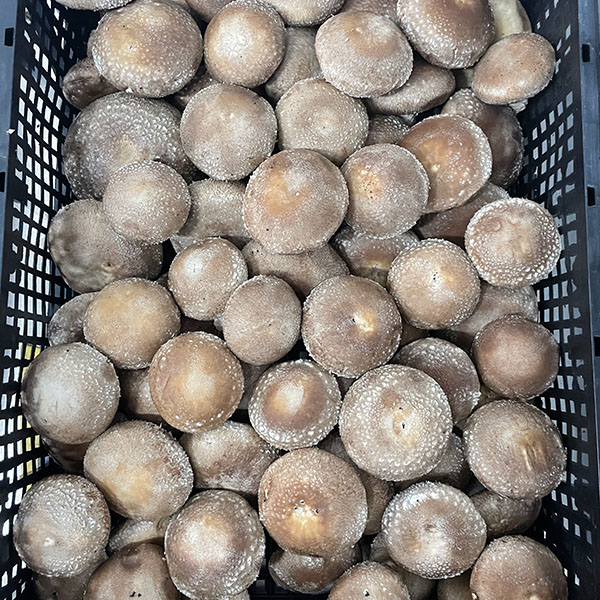 Shiitake – Fresh, high quality shiitake mushroom