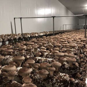 Wholesale China Sterilized Bulk Substrate Manufacturers Suppliers –  Good quality, easy growing, high yield shiitake log  – EMC