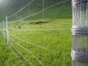 Cheap price Winkel Bearing - Hot DIP Galvanized Farm Fence Garden/Deer/Field/Animal/Horse/Fence Wire Mesh – FENGYUAN