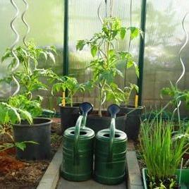 Factory Price Plant Support Tomato Spiral SupportTomato Growing Wire Featured Image