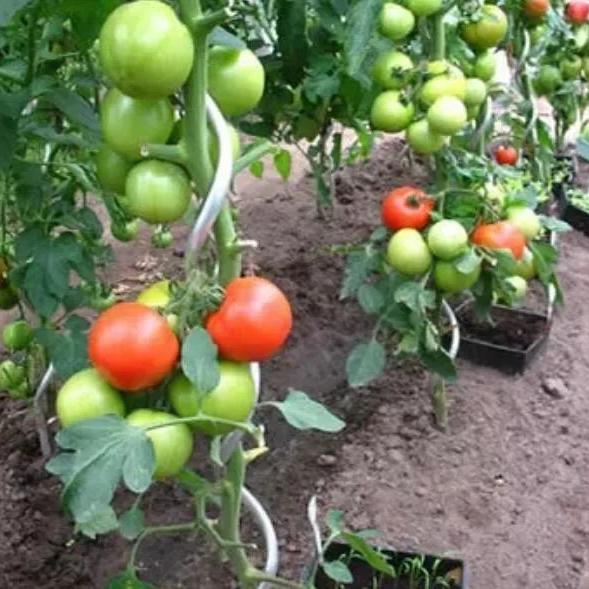 Garden Metal Tomato Spiral Plant Support Stick for Tomato Support Wire
