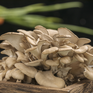 Tsis tshua muaj edible fungus Maitake Mushrooms nrog tshuaj muaj nuj nqi