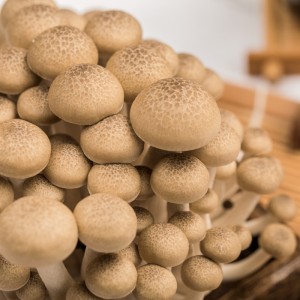 8 Jier eksporteur China Brown Beech Mushroom