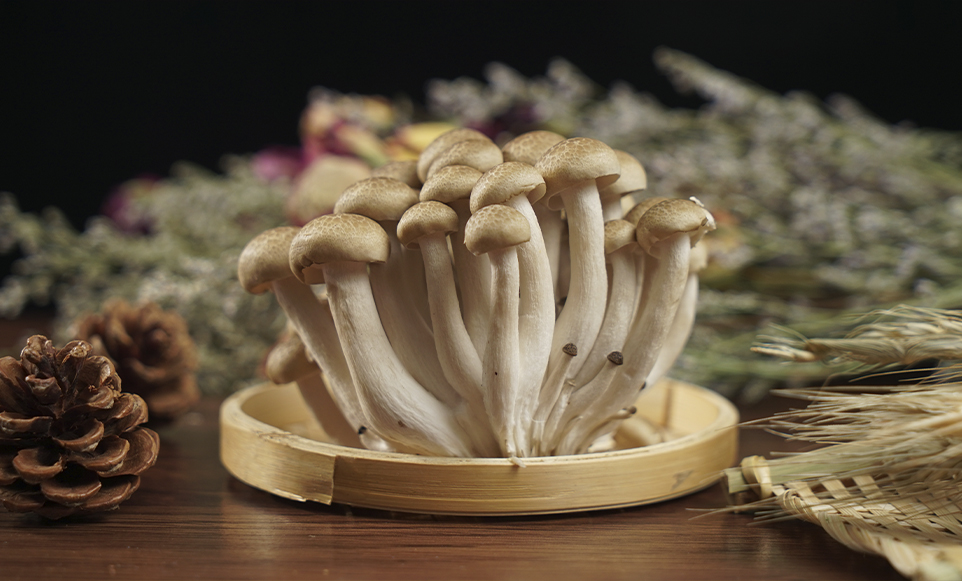The Shimeji Mushrooms Growing in Bottles