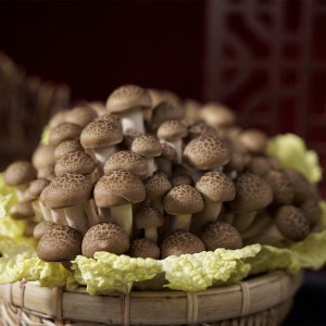 Fresh Brown Shimeji Mushrooms In Punnet
