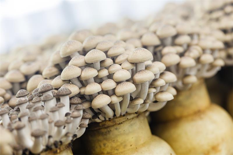 The Plantry Café’s Maitake Mushroom Over Vegan Gouda Polenta - inRegister