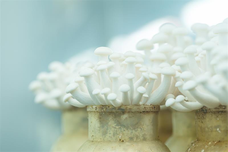 Enoki Mushrooms Recalled Nationwide Due to Listeria Contamination