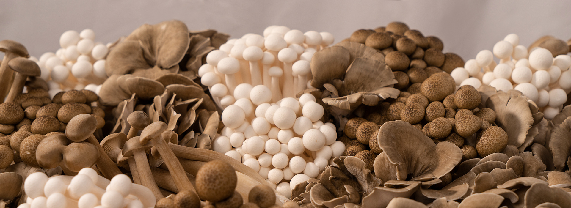  Maitake Mushrooms