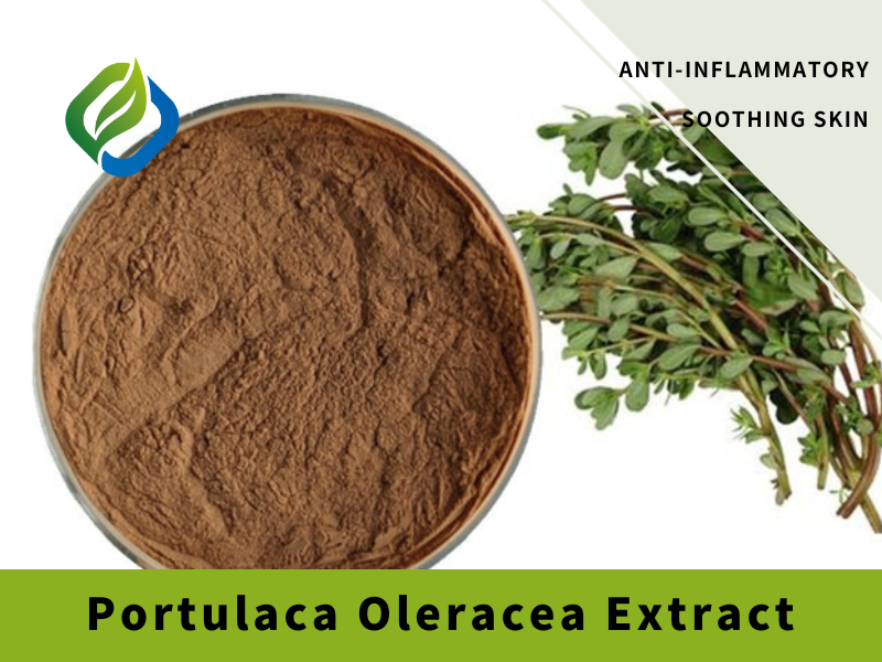Portulaca Oleracea এক্সট্র্যাক্ট বৈশিষ্ট্যযুক্ত চিত্র