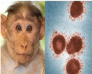 Različiti reagensi stvaraju čvrstu podlogu - Foregene Biotech pomaže u otkrivanju virusa majmunskih boginja