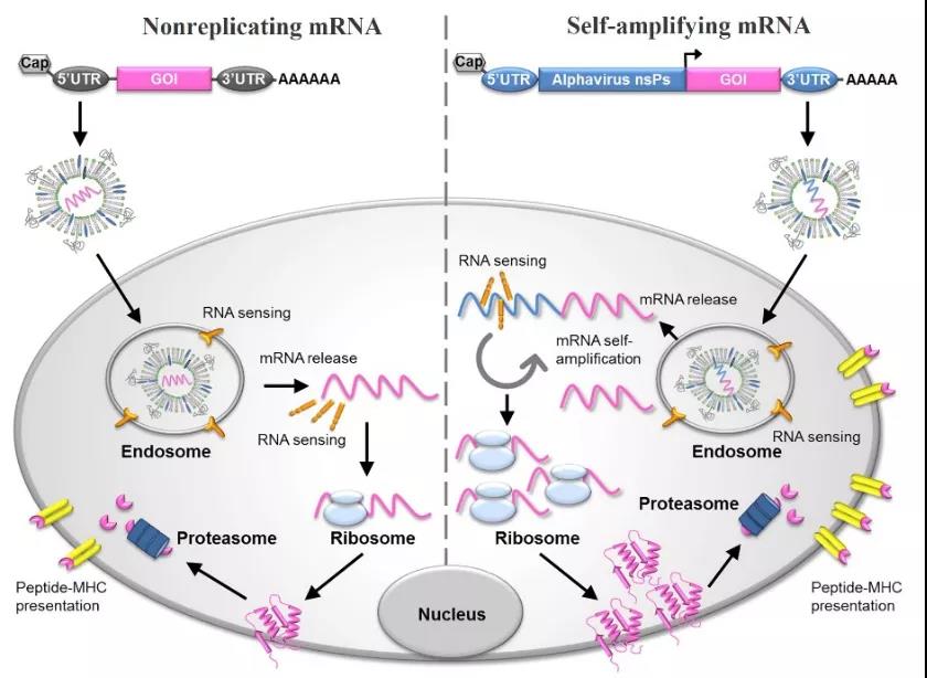 Wat is in mRNA-faksin?
