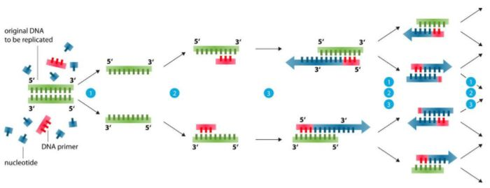 Ranpli PCR premye konsepsyon ak detay PCR