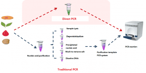 PCR diretta