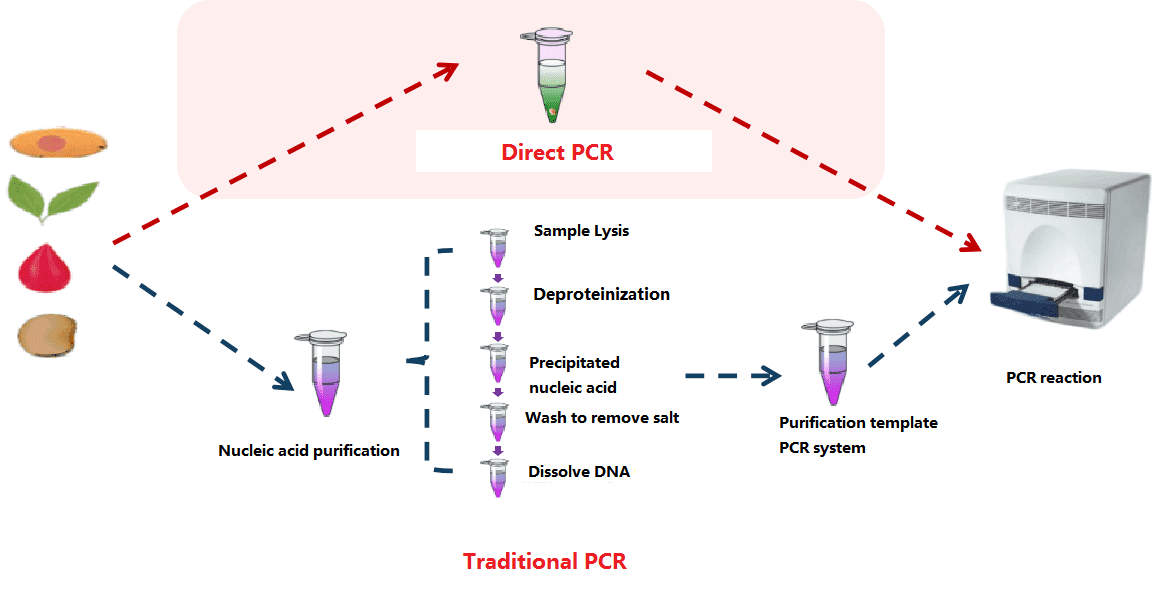البحث والتطوير الناجح |Foregene 'SARS-CoV-2 Nucleic Acid Detection Kit (Multiplex PCR Fluorescent Method Multiplex PCR Fluorescent Method)' لا حاجة لتنقية الحمض النووي ، يستغرق 40 دقيقة فقط!