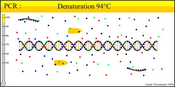 PCR, PCR múltiple, PCR in situ, PCR inversa, RT-PCR, qPCR（1）– PCR